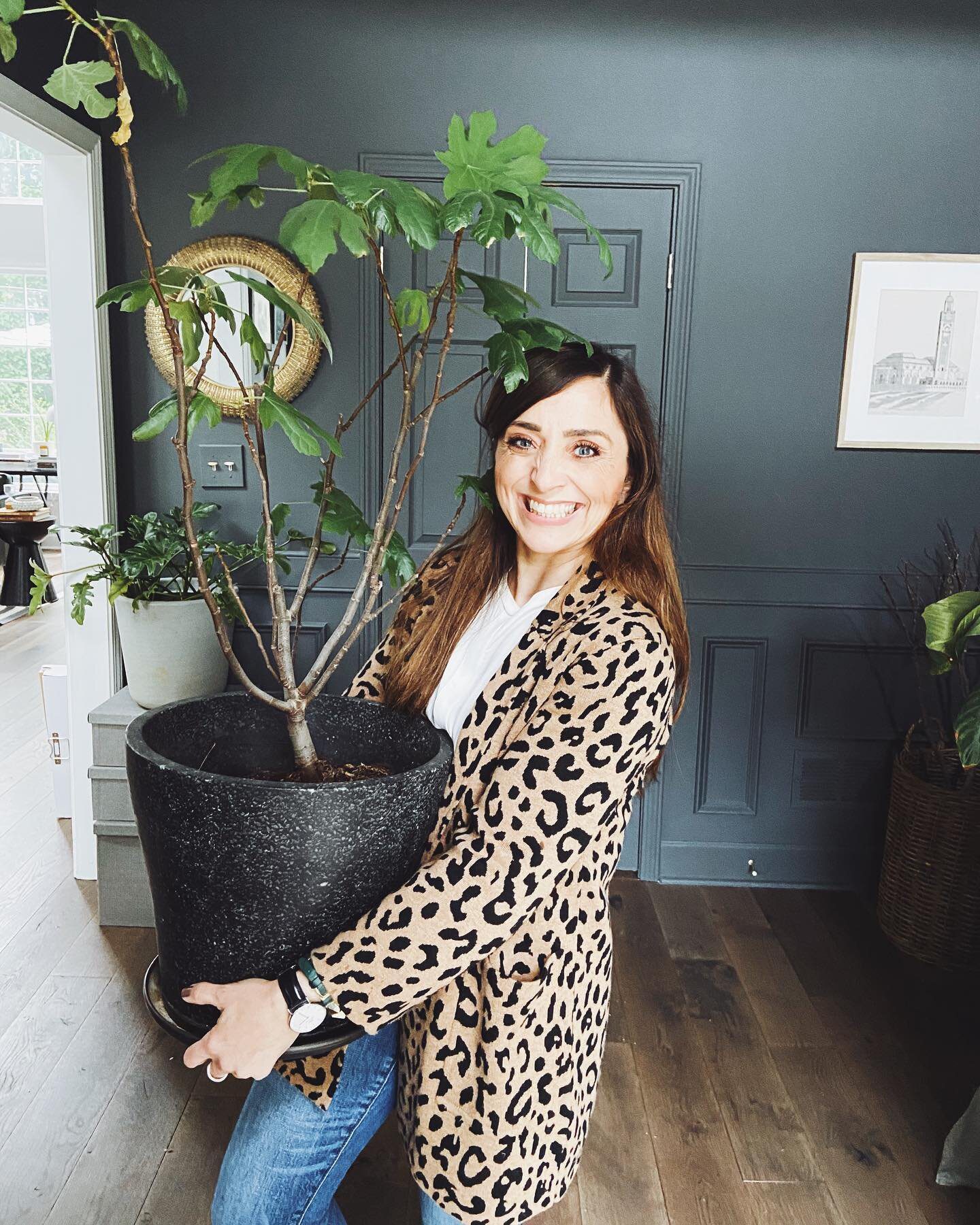 5 BEST &amp; WORST House Plants: The EASIEST Favorites &amp; the ones that are the MOST WORK